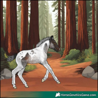 Horse Color:Brown Tobiano Rabicano