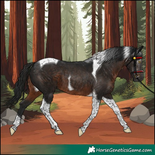 Horse Color:Gray Brown Tobiano 