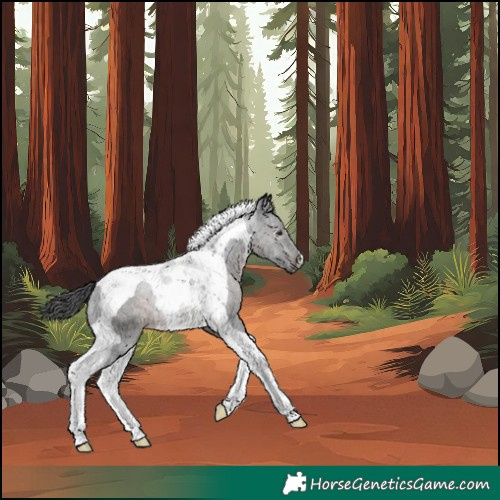 Horse Color:Gray Brown Tobiano Rabicano 