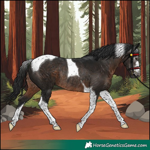 Horse Color:Gray Brown Tobiano Rabicano