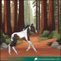 Horse Color:Brown Tobiano Rabicano 