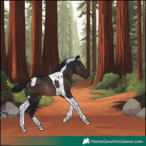 Horse Color:Gray Brown Tobiano Rabicano 