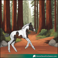 Horse Color:Brown Tobiano