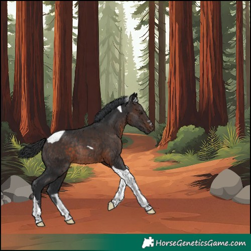 Horse Color:Brown Tobiano Rabicano 