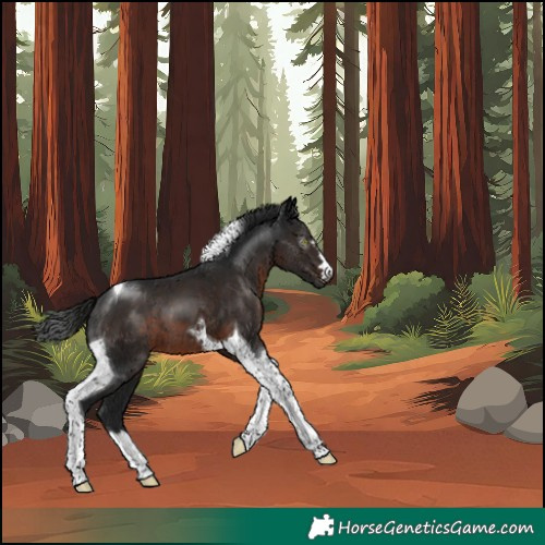 Horse Color:Gray Brown Tobiano 