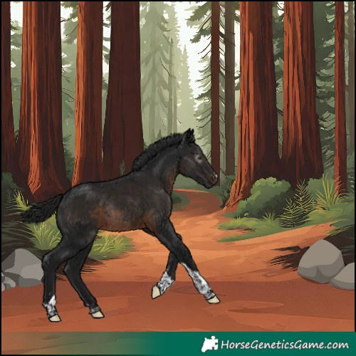 Horse Color:Gray Brown Tobiano Rabicano 