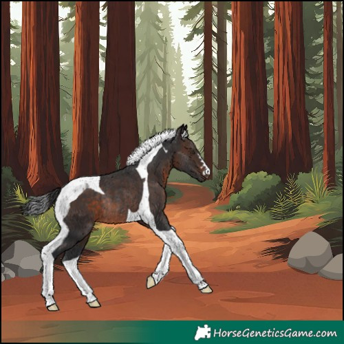Horse Color:Brown Tobiano Rabicano 