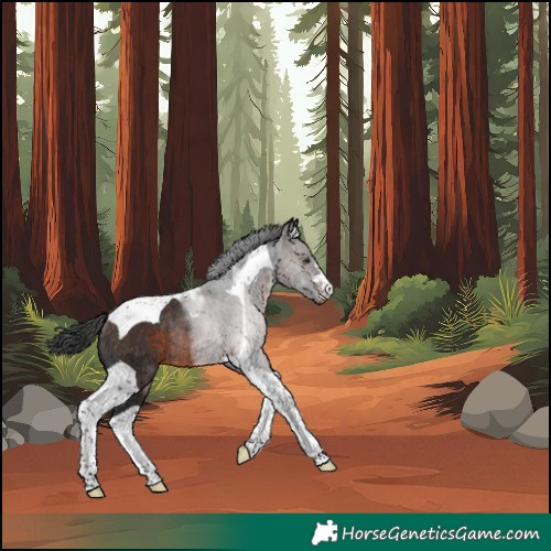 Horse Color:Brown Tobiano Rabicano 
