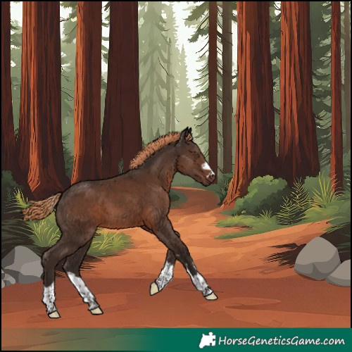 Horse Color:Liver Chestnut Rabicano 