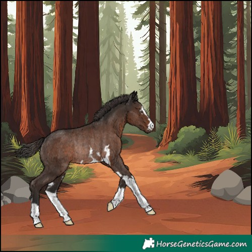 Horse Color:Liver Chestnut Rabicano 