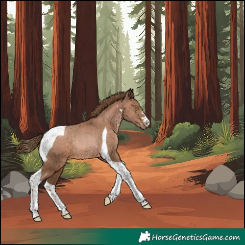 Horse Color:Brown Pearl Tobiano Rabicano