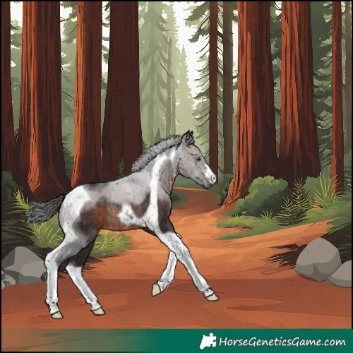 Horse Color:Brown Tobiano Rabicano
