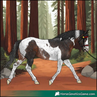 Horse Color:Brown Tobiano Rabicano 