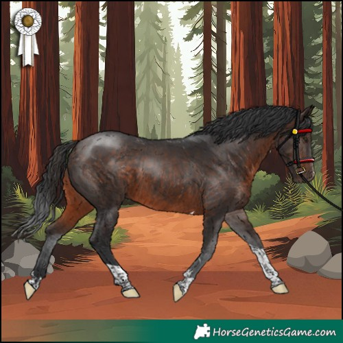 Horse Color:Brown Tobiano 