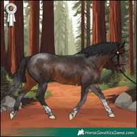 Horse Color:Brown Tobiano 