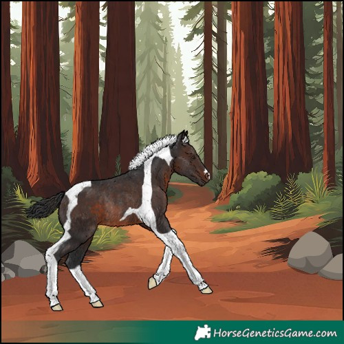 Horse Color:Brown Tobiano Rabicano 
