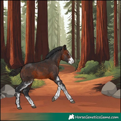 Horse Color:Bay Sabino 