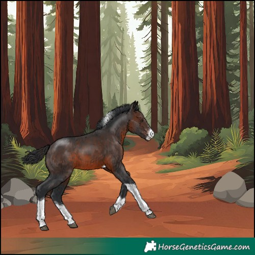 Horse Color:Brown Sabino Tobiano 