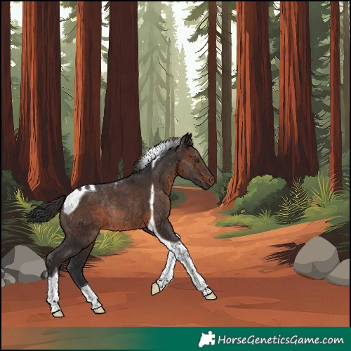 Horse Color:Brown Tobiano Rabicano 