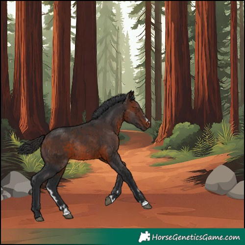 Horse Color:Brown Rabicano 