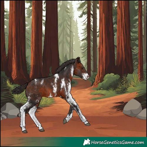 Horse Color:Bay Sabino 