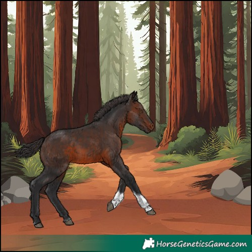 Horse Color:Brown Tobiano 