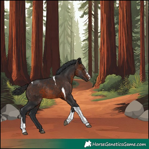 Horse Color:Brown Sabino Tobiano Rabicano 