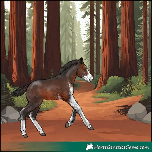 Horse Color:Brown Sabino Rabicano 