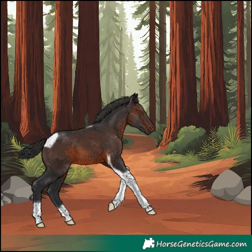 Horse Color:Brown Tobiano 