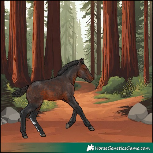 Horse Color:Bay Rabicano 