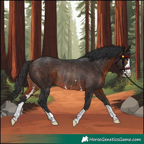 Horse Color:Brown Rabicano 