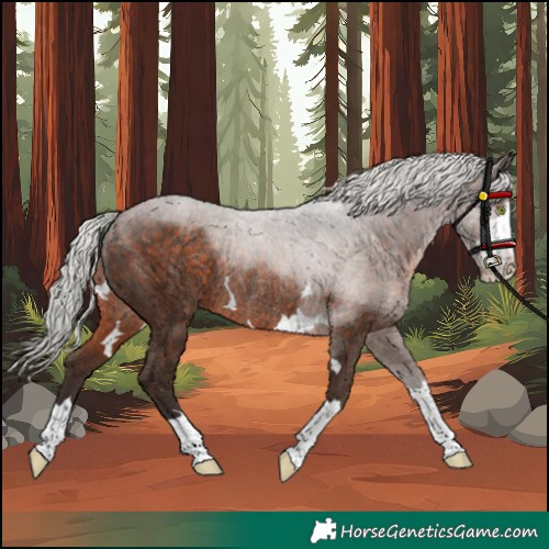 Horse Color:Silver Brown Rabicano 