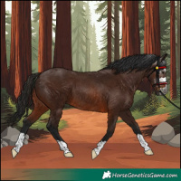Horse Color:Gray Bay