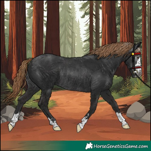 Horse Color:Gray Liver Chestnut Rabicano 