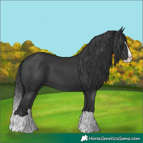 Horse Color:Black Splash