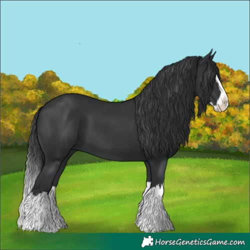 Horse Color:Black Splash