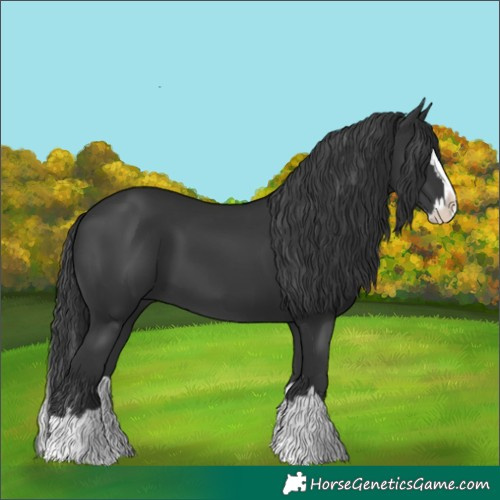 Horse Color:Black Splash 