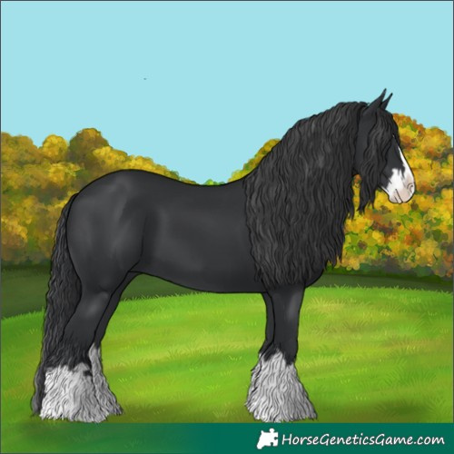 Horse Color:Black Splash 