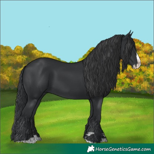 Horse Color:Black Splash