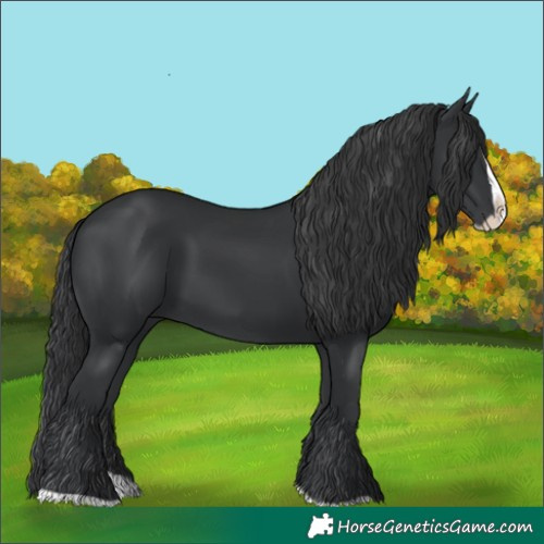 Horse Color:Black Splash 
