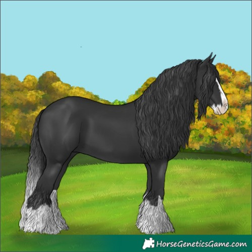 Horse Color:Black Splash