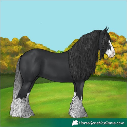 Horse Color:Black Splash