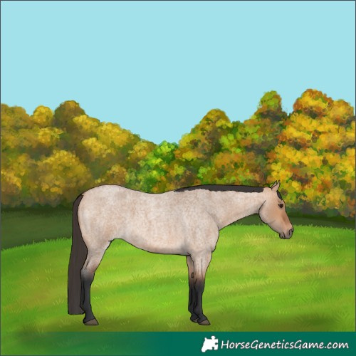Horse Color:Bay Roan Dun 
