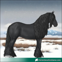 Horse Color:Black 