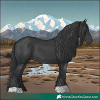 Horse Color:Black 
