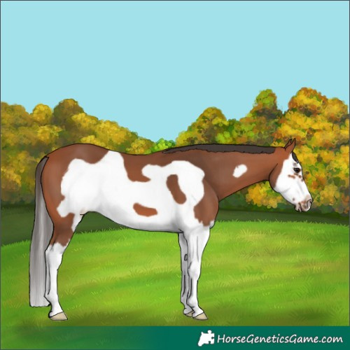 Horse Color:Bay Splash Frame 