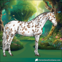 Horse Color:Silver Buckskin Tobiano Appaloosa 