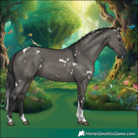 Horse Color:White Spotted Grullo Tobiano Rabicano