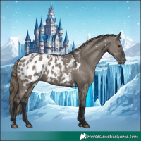 Horse Color:White Spotted Smoky Grullo Appaloosa Rabicano