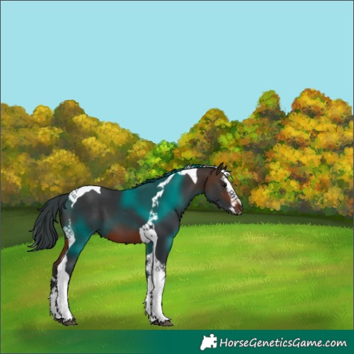 Horse Color:Brown Splash Tobiano 